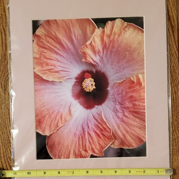 Hibiscus Photo in Cardboard Frame by Jennifer Crawford 2007 - Picture 2 of 4